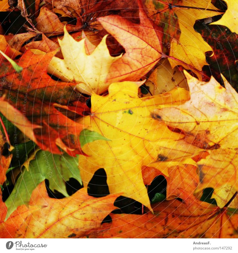 Goldener Herbst Blatt Herbstlaub mehrfarbig Oktober November September Farbe gelb orange Herbstfärbung Ahorn Ahornblatt Baum Strukturen & Formen Ordnung