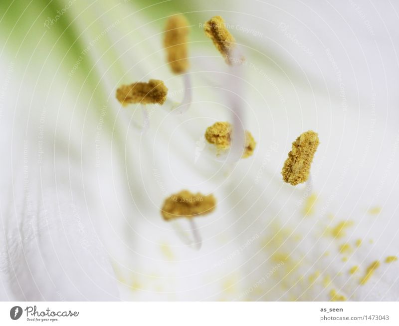 Weiße Amaryllis schön Wohlgefühl ruhig Meditation Duft Muttertag Hochzeit Natur Pflanze Blume Blüte exotisch Amaryllisgewächse Staubfäden Pollen Blütenblatt