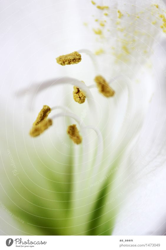 Weiße Amaryllis Lifestyle elegant Stil harmonisch Muttertag Hochzeit Natur Pflanze Blume Blüte Topfpflanze exotisch Amaryllisgewächse Staubfäden Pollen