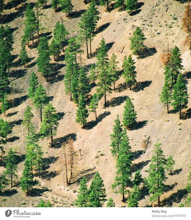 Hanglage August Baum Kanada Berghang Erde steil braun grün umgefallen Schatten Baumstamm British Columbia Straßenrand gegenüber Sonnenlicht hell Wald Wäldchen