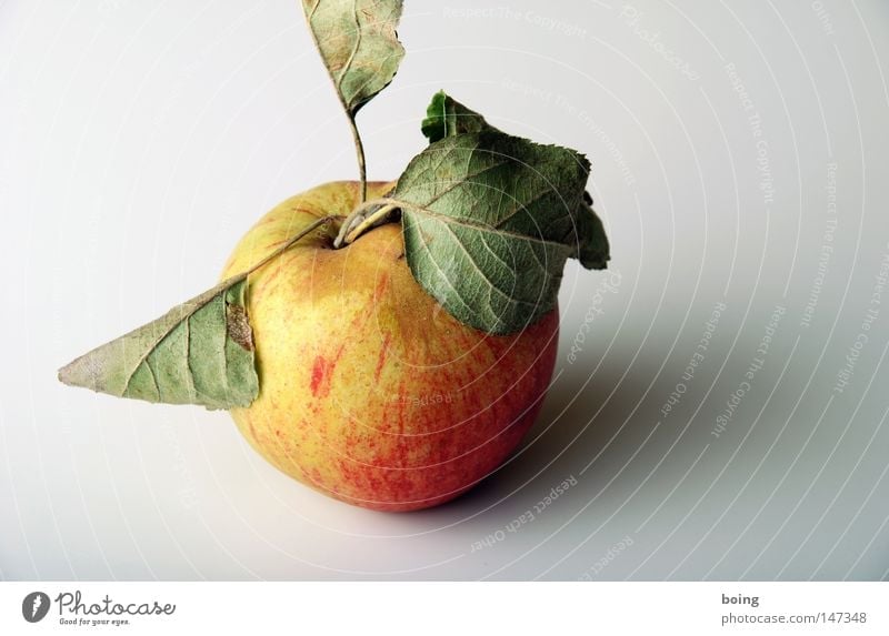 Öpfl Apfel Frucht Blatt Apfelbaum Bioprodukte Biologische Landwirtschaft biologisch Obstbau Gesundheit ungespritzt mit optischen Fehlern von der Streuobstwiese