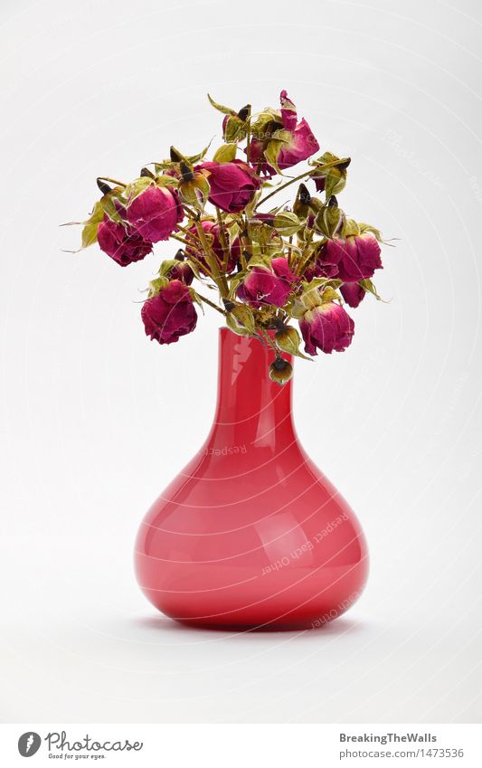 Getrocknete-oben rote purpurrote Rosen im rosa Vase auf weißem Hintergrund Stil Design Dekoration & Verzierung Valentinstag Muttertag Wärme Blume Blumenstrauß