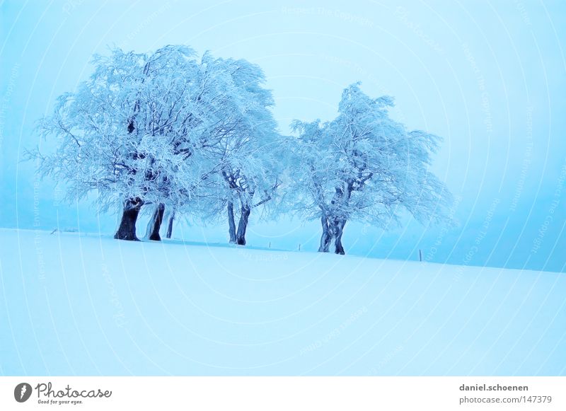 neue Weihnachtskarte 2 Winter Schnee Schwarzwald weiß Tiefschnee wandern Freizeit & Hobby Ferien & Urlaub & Reisen Hintergrundbild Baum Schneelandschaft Natur