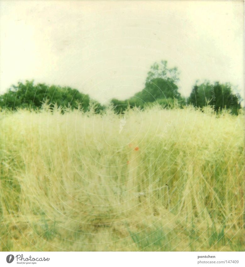 Ein Getreidefeld vor Bäumen. Wilde Natur. Landwirtschaft Polaroid Tag Licht Duft Sommer Pflanze Tier Himmel Herbst Wärme Baum Blume Gras Sträucher Wiese Feld