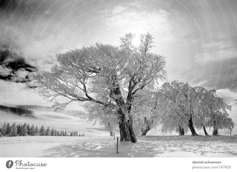 neue Weihnachtskarte 3 Sonne Sonnenstrahlen Winter Schnee Schwarzwald weiß Tiefschnee Freizeit & Hobby Ferien & Urlaub & Reisen Hintergrundbild Baum