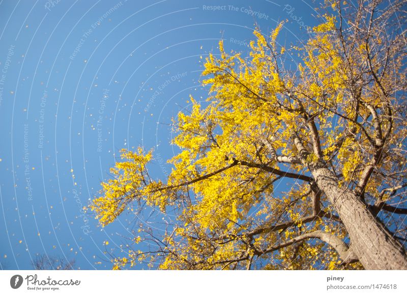 Ginkgo groß Umwelt Natur Pflanze Luft Himmel Wolkenloser Himmel Herbst Schönes Wetter Baum Blatt Park ästhetisch Ferne Unendlichkeit hoch schön blau gelb gold