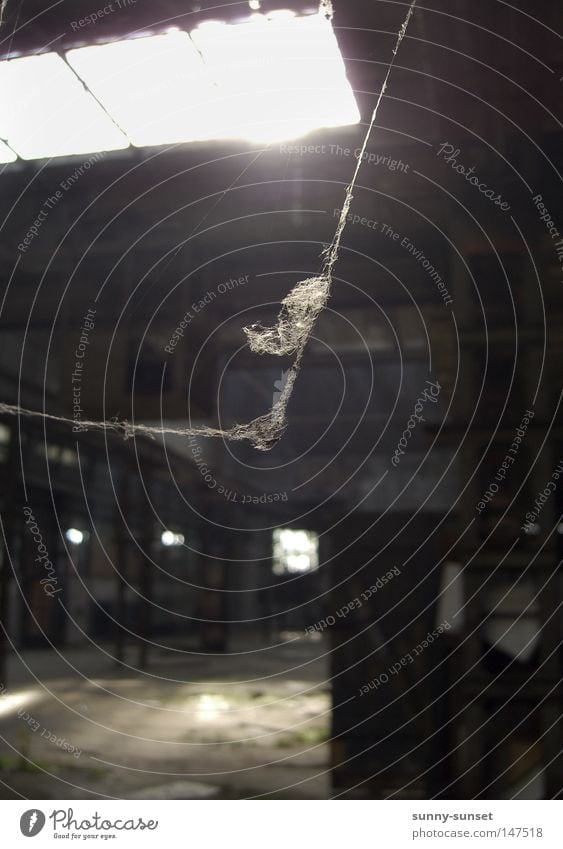 verlassen Spinnennetz Spinngewebe Spinnenbeine Lagerhalle Einsamkeit Sonnenlicht Gegenlicht grau dunkel ruhig Halle verfallen