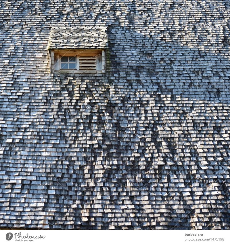 historisch | Schwarzwaldhaus Häusliches Leben Haus Schindeldach Landwirtschaft Forstwirtschaft Fenster Dach Holz alt authentisch außergewöhnlich kaputt grau