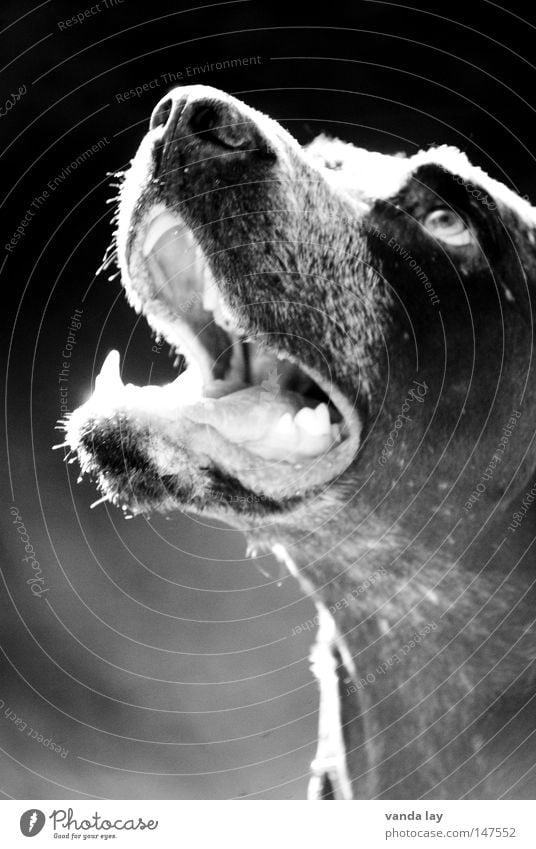 Good Boy Jagdhund Hund Tier Treue beste braun Säugetier Erwartung Blick gefährlich Gegenlicht schwarz weiß Konzentration Schwarzweißfoto paul Deutsch Kurzhaar