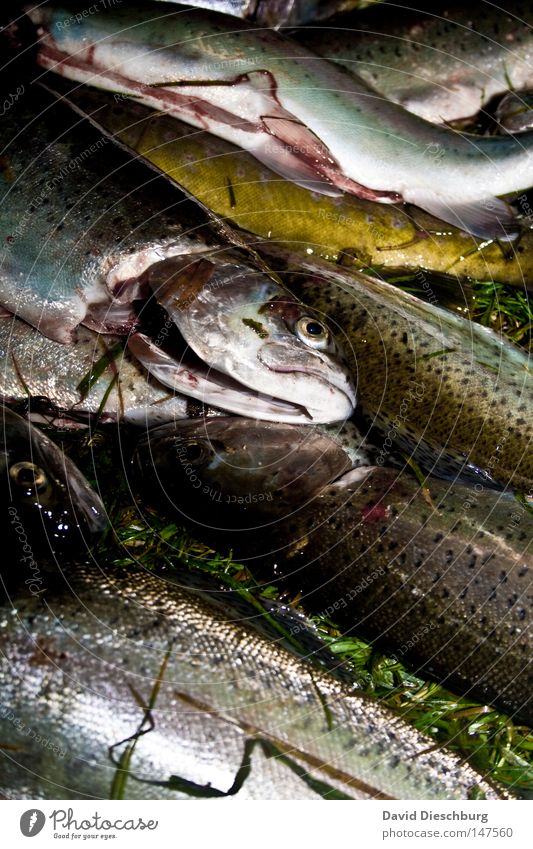 Tod durch Angler Fisch Glätte Auge Eiklar Forelle Fischer Proviant Markt Ernährung Lebensmittel Fischfutter Fischkopf Fischerboot frisch Futter Meer liegen