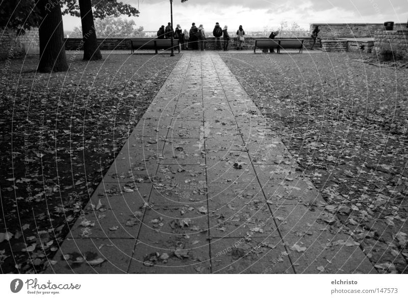 Weg zum Ausblick Herbst Wege & Pfade Baum Blatt Schwarzweißfoto Mensch Aussicht Tallinn Estland Himmel Ferne Stein Wolken feucht Parkbank stehen Mauer Fußweg