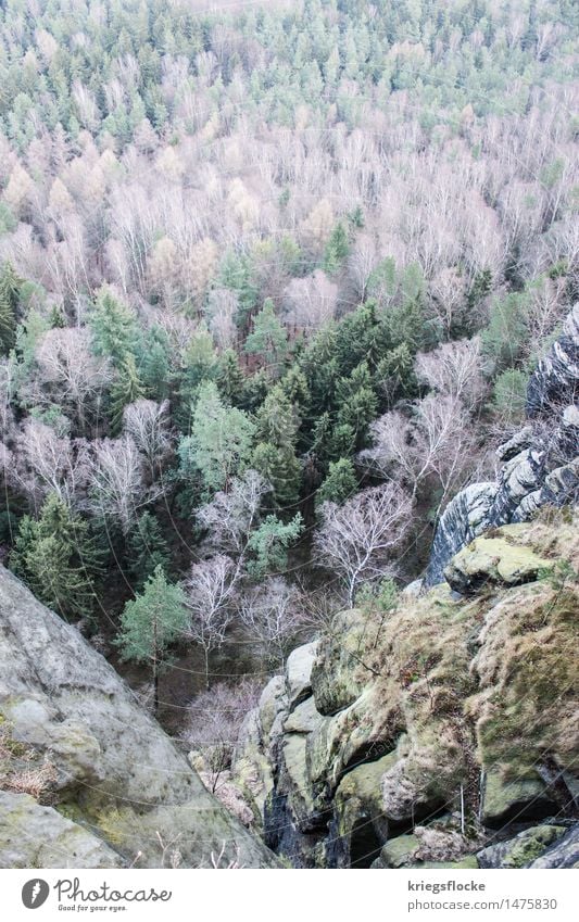 Baumfarben Natur Landschaft Pflanze Wald Felsen Berge u. Gebirge Stimmung Farbe Vogelperspektive Ferne Aussicht Sächsische Schweiz Lilienstein wandern Klettern