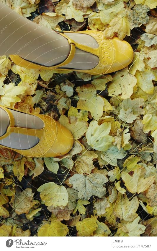 gelbes Laub Schuhe Schnalle Herbst Blatt grün Asphalt Straßenrand gelbe Schuhe Treppenabsatz Spaziergang Fuß Beine Wege & Pfade Herbstspaziergang zarte Farben