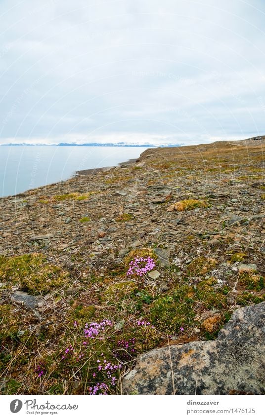 arktischen Tundra Ferien & Urlaub & Reisen Sommer Meer Schnee Berge u. Gebirge Umwelt Natur Landschaft Pflanze Klima Wetter Blume Gras Felsen Gletscher Fjord