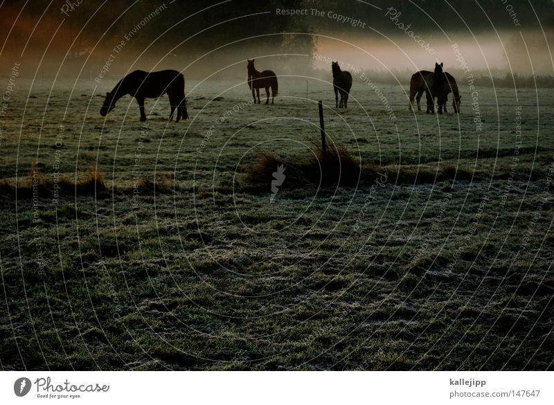 das wird ein schöner tag Pferd ästhetisch Anmut Nebel Morgen Sonnenaufgang Wiese Gras Wassertropfen Seil Tau Tier Umwelt Natur harmonisch Reiten Nüstern