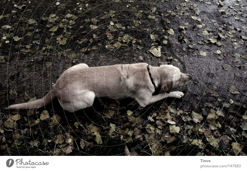 Entsättigter Hund Nervosität Anspannung anthrazit Asphalt beige beobachten Blatt dunkel Fell Bürgersteig hellbraun grau Haustier Herbst kalt liegen nass Pfote