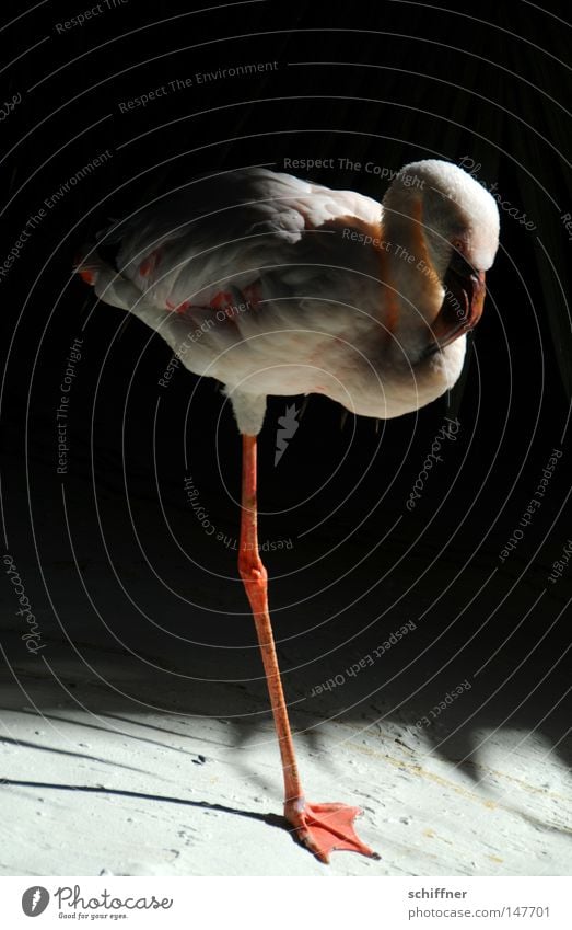 KAPUT Einbein-Flamingo Vogel rosa Licht Schatten Zoo Schnabel ruhig Frieden Pause Feder Tier kaputt issa nich nur einbeinig einbeinig halt Pfosten friedlich