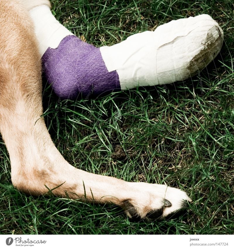 Gizmo Gras Wiese Hund Pfote 1 Tier liegen braun grün violett Schmerz Erholung Gesundheit Rettung Beine Mull Verband Unfall Farbfoto Gedeckte Farben