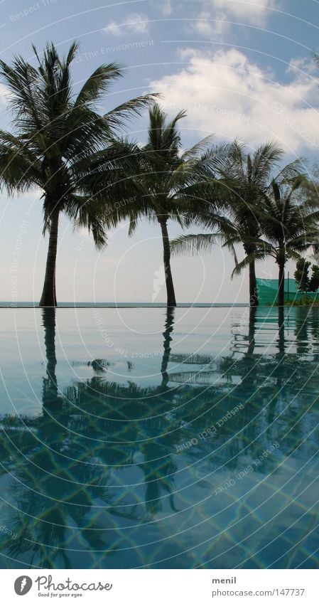 Palmen am Pool Meer Schwimmbad Ferien & Urlaub & Reisen Himmel Natur Pflanze Kokosnuss Wasser Chlor Wolken Horizont Asien Thailand Koh Phangan Sommer Chill