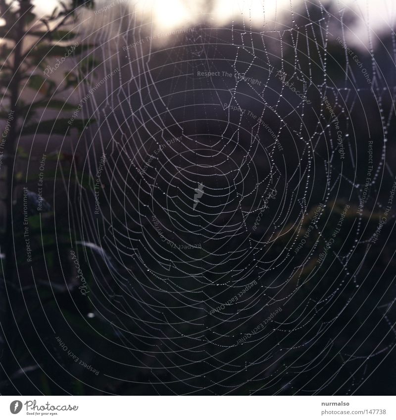 Spinne@Home II Gartenbau Landwirtschaft gewebt Weben glänzend Wassertropfen Tropfen Herbst Indian Summer September Natur authentisch Morgen grün Stimmung