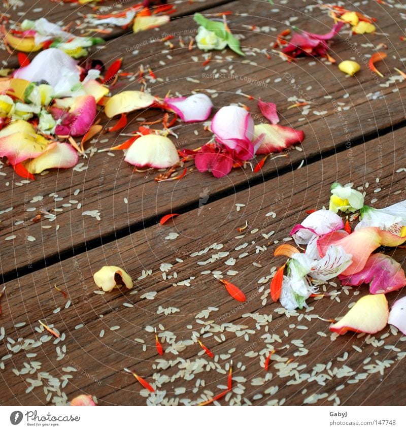 Hochzeitsblütenträume Hochzeitstag (Jahrestag) Braut Bräutigam Zuneigung Reis werfen Blume verteilen Glück Tradition Blütenblatt Rosenblätter mehrfarbig