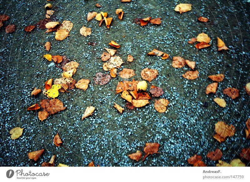 fallen leaves Blatt Herbst Herbstlaub ungemütlich Linde Wege & Pfade laufen gehen Spaziergang Sand Sandweg November Fußweg Joggen Schwindelgefühl schwindelig