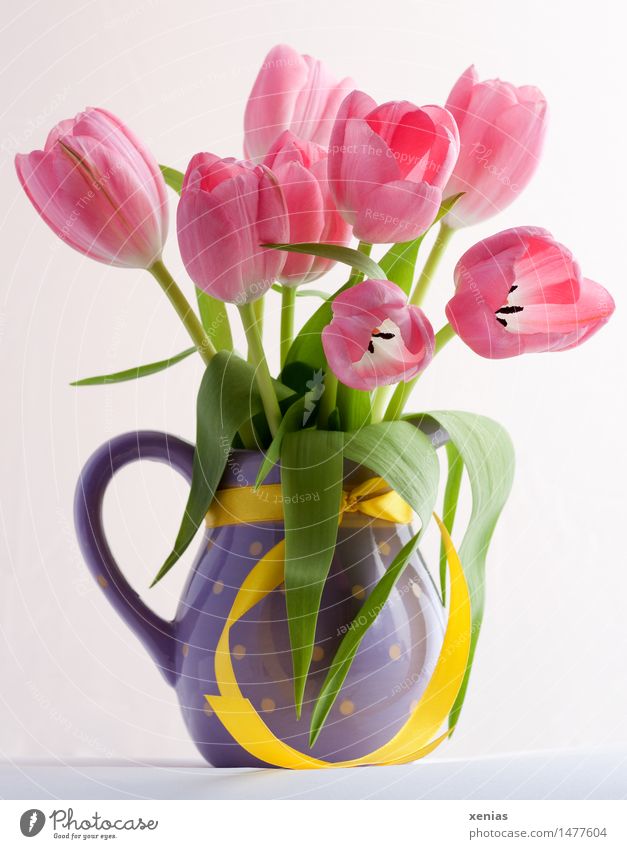 Rosa Tulpen in violetter Vase mit gelbem Band Blumenstrauß Valentinstag Muttertag Ostern Geburtstag Frühling grün rosa Lebensfreude Liliengewächse tulip
