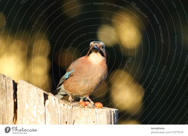 Europäischer allgemeiner Eichelhäher, der die Kamera betrachtet schön Gesicht Fotokamera Umwelt Natur Tier Park Wald Vogel stehen klug wild braun Farbe Garrulus