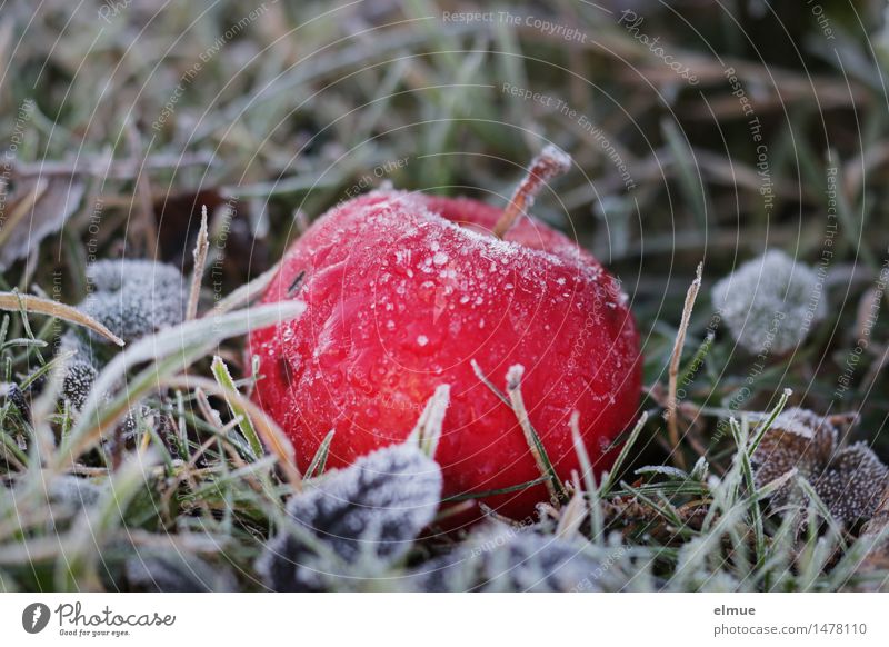 Da ist der Wurm drin Natur Winter Eis Frost Apfel Bratapfel Wiese Apfel der Erkenntnis Eiszeit Kälteschock Erotik Gesundheit kalt lecker süß Vorfreude