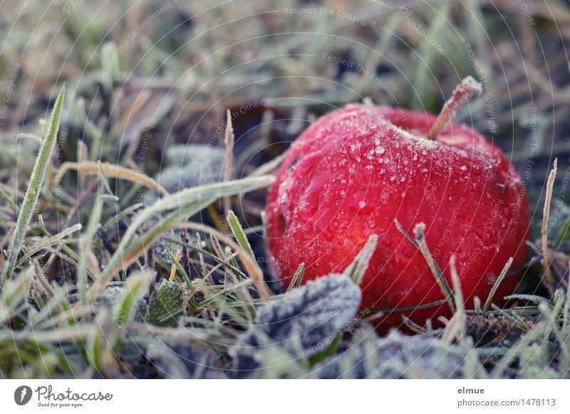 ... gleich neben dem Birnbaum Winter Eis Frost Apfel Apfelbaum Wiese Erkenntnis Apfel der Erkenntnis Eiskristall Paradies Erotik Gesundheit feminin Weisheit