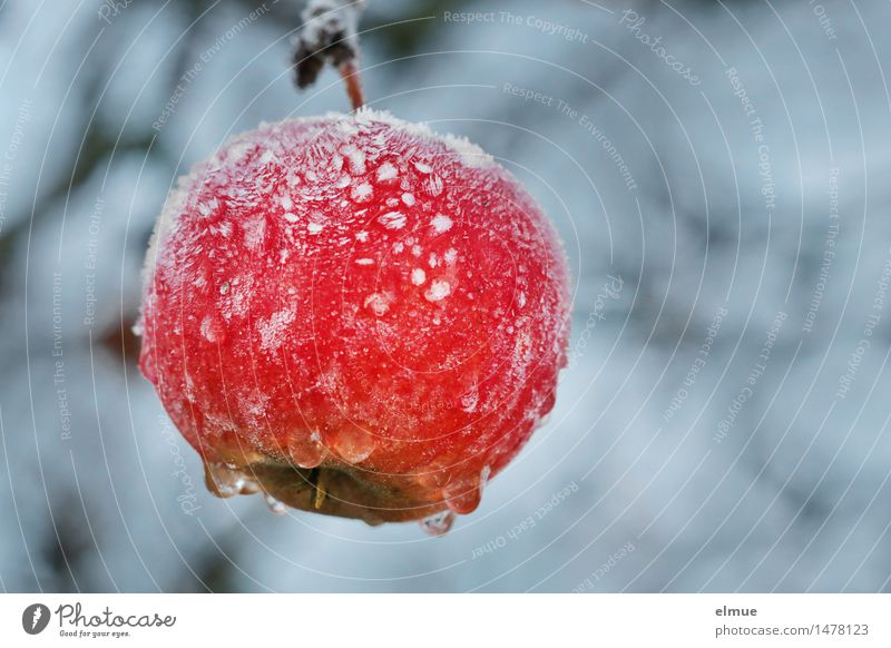 Bratapfeltraum Natur Winter Eis Frost Apfelbaum kalt Kälteschock Diät frieren hängen Gesundheit nass sauer schön süß feminin rot Leben Neugier Hoffnung