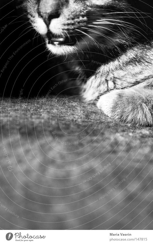 Der Winter kommt, der Schnupfen auch Katze Haustier Nase Schnauze Fell nah Detailaufnahme Physik Wohnzimmer Hauskatze Unschärfe süß klein Liebling verkatert