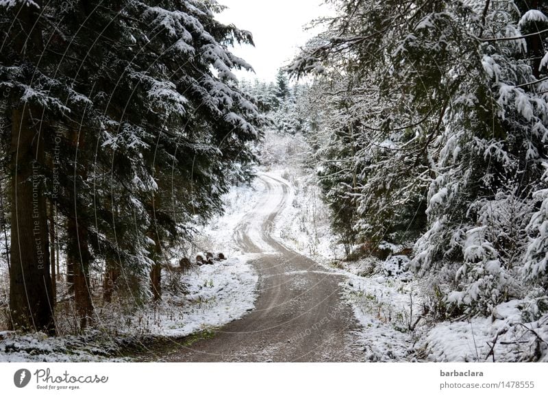 Winterspaziergang Natur Landschaft Klima Schnee Wald Tanne Schwarzwald kalt schwarz weiß Stimmung Erholung Freizeit & Hobby Horizont Idylle ruhig Umwelt