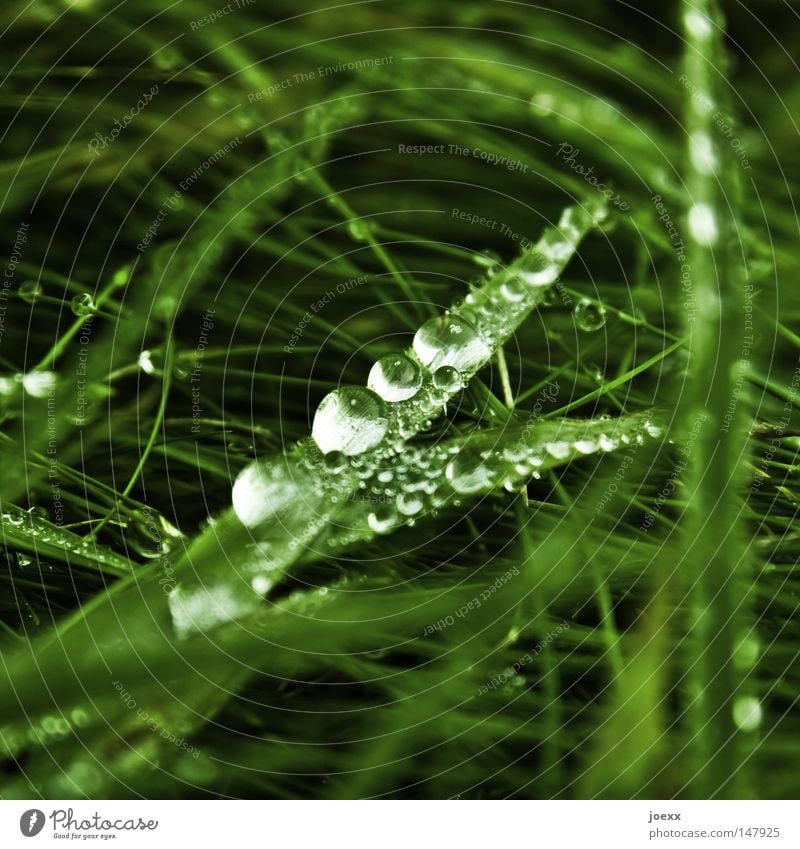 Klleine Perlen Froschperspektive Gras Halm Makroaufnahme Morgen Natur Regen Wassertropfen Tau Tropfen Wiese