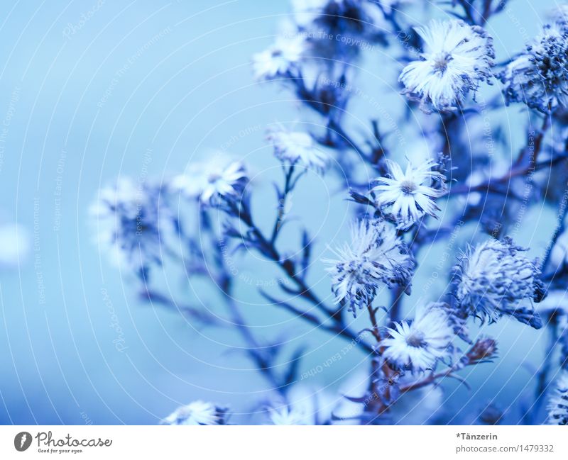 Winterblümchen Natur Pflanze Blume Blüte Garten Park ästhetisch frisch hell schön natürlich blau weiß Farbfoto Gedeckte Farben Außenaufnahme Detailaufnahme