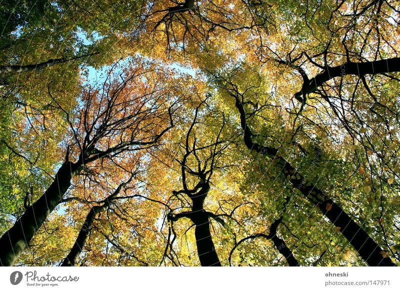 Wald mehrfarbig Berge u. Gebirge Natur Herbst Baum Blatt Dach frisch blau braun gelb grün Baumstamm Ast Spaziergang Wiehengebirge