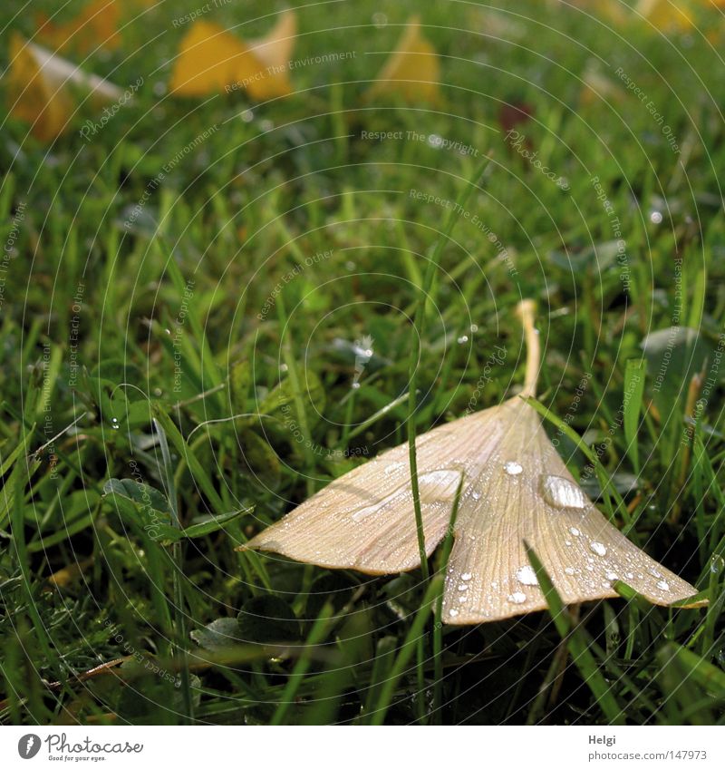 herbstlich gefärbtes braunes Ginkgoblatt mit Regentropfen liegt auf einer grünen Wiese Blatt Herbst Oktober November Gras Rasen Halm Wassertropfen hydrophob