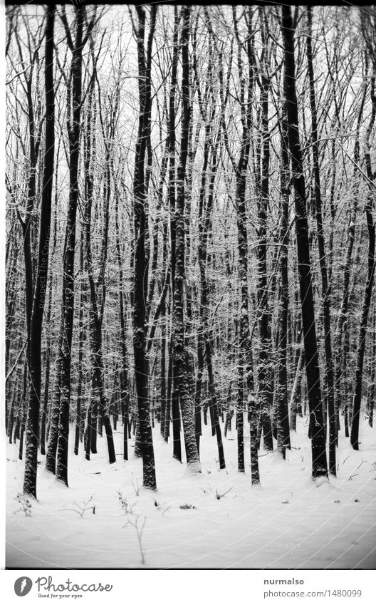 Endlich analoger Schnee Yoga Kunst Natur Winter Klima Klimawandel Eis Frost Schneefall Baum Wald glänzend wandern außergewöhnlich dunkel kalt lang schwarz weiß