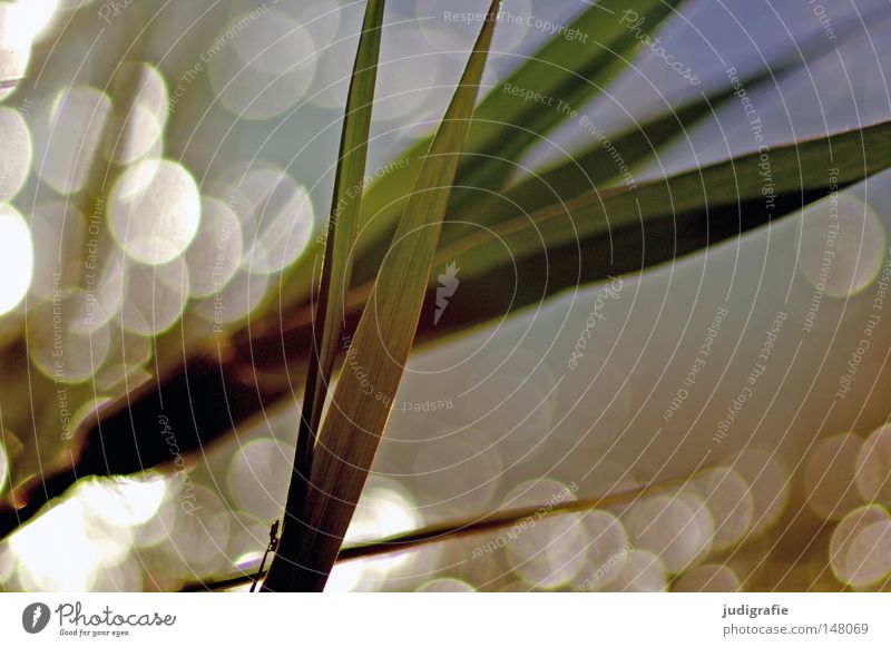 Gras Schilfrohr Wasser Gegenlicht Abendsonne glänzend Beleuchtung Natur Umwelt Pflanze Fleck Punkt Reflexion & Spiegelung schön zart Küste Seeufer träumen Farbe