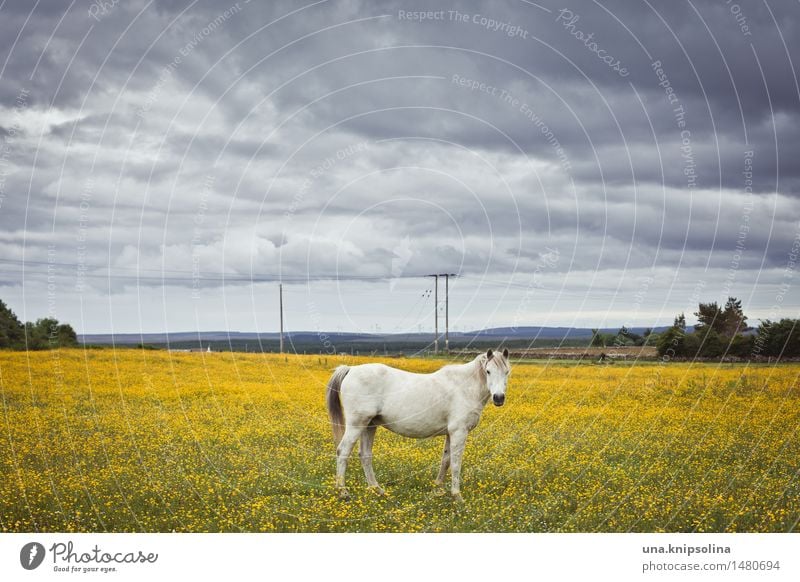 da steht ein pferd aufm... feld Umwelt Landschaft Wolken schlechtes Wetter Feld Schottland Dorf Pferd Schimmel 1 Tier stehen gelb Farbfoto Außenaufnahme