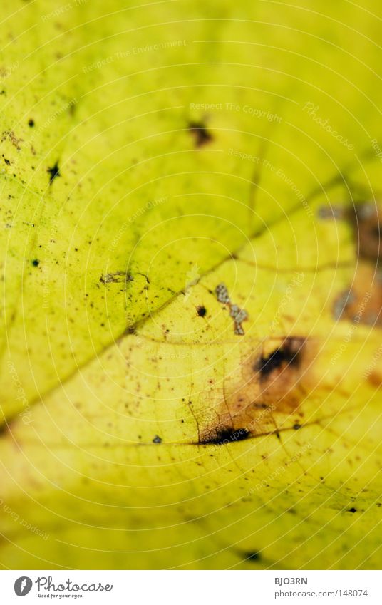 genau betrachtet Botanik Gefäße Hochformat Blattadern verzweigt Nahaufnahme Makroaufnahme Herbst herbstlich Detailaufnahme Teilansicht von Blatt