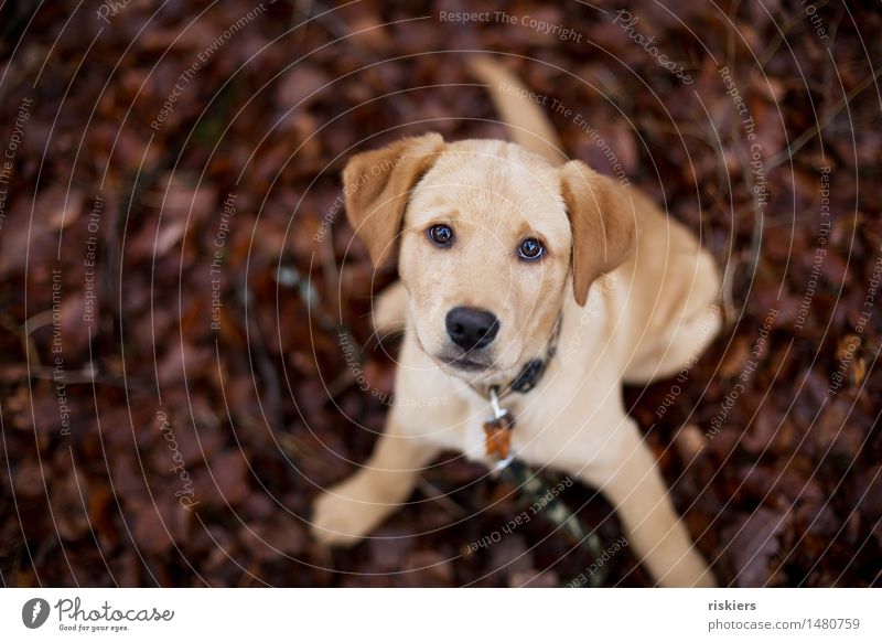 spielen! Tier Haustier Hund 1 Tierjunges Blick warten niedlich Vertrauen Neugier Labrador Farbfoto Außenaufnahme Schwache Tiefenschärfe Tierporträt