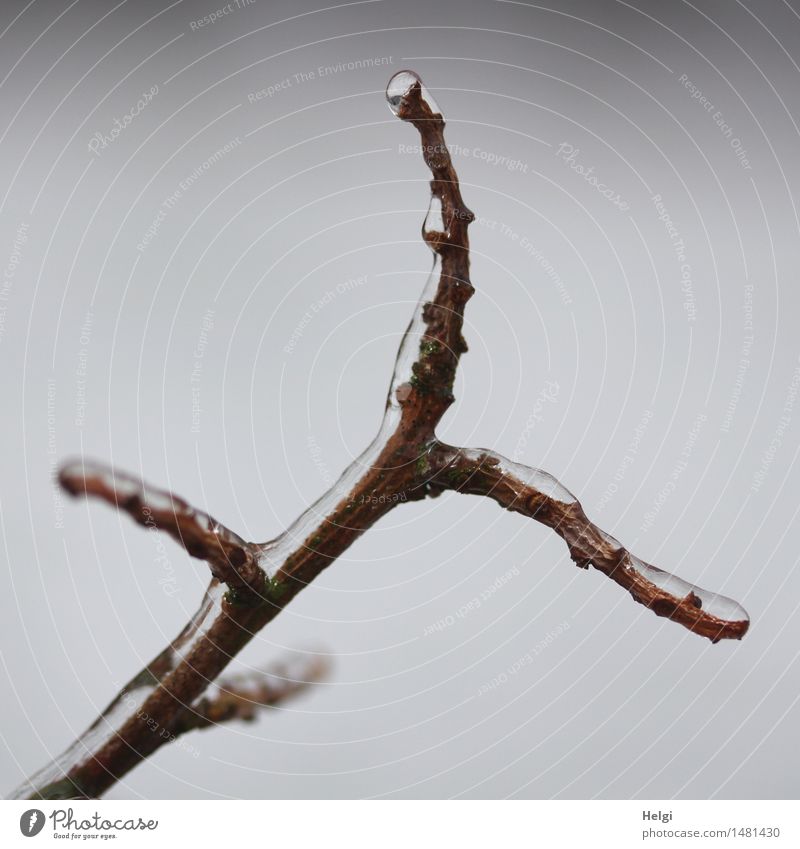 Eis am Stiel... Umwelt Natur Pflanze Winter Frost Sträucher Zweig Garten außergewöhnlich einfach einzigartig kalt natürlich braun grau bizarr