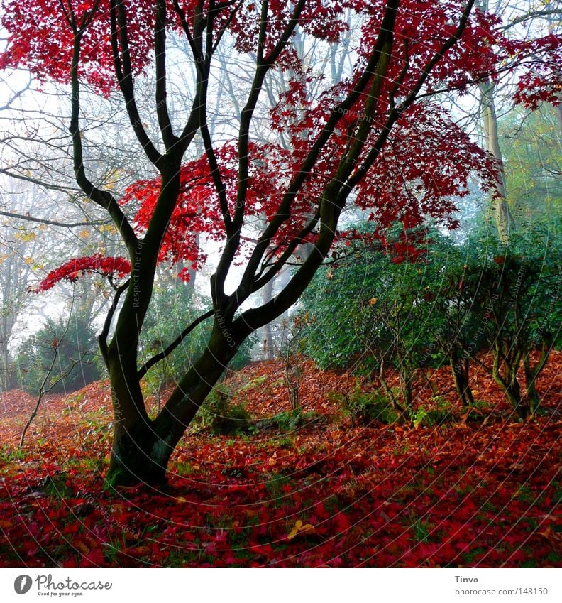 Red Fall Ast Baum Baumstamm Blatt Sträucher Farbe feucht frisch Geäst Gras grün Park Grünspan Hecke Herbst Jahreszeiten Kontrast Moos Morgen Natur Nebel Pflanze
