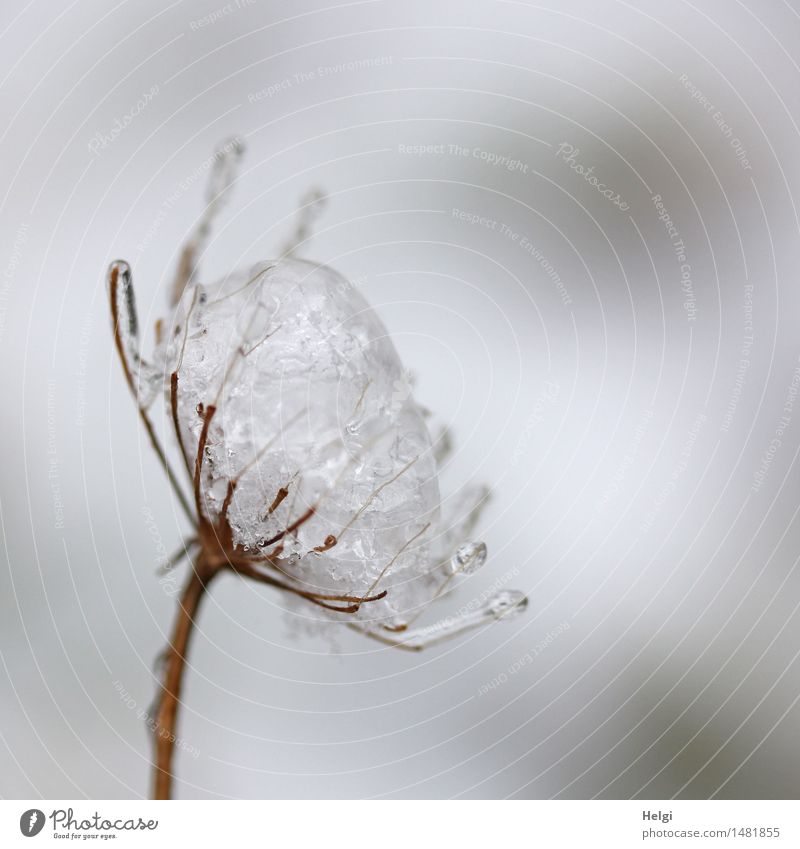 vereist... Umwelt Natur Pflanze Winter Eis Frost Wildpflanze Wiese alt frieren stehen dehydrieren außergewöhnlich einzigartig kalt klein natürlich braun grau
