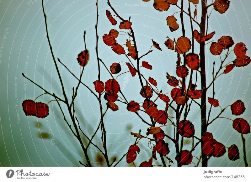 Herbstsonntag Espe Pappeln Baum Blatt Farbe Färbung Himmel grau trist Nebel Zweig Ast Laubbaum kalt Ödland kahl ruhig Traurigkeit