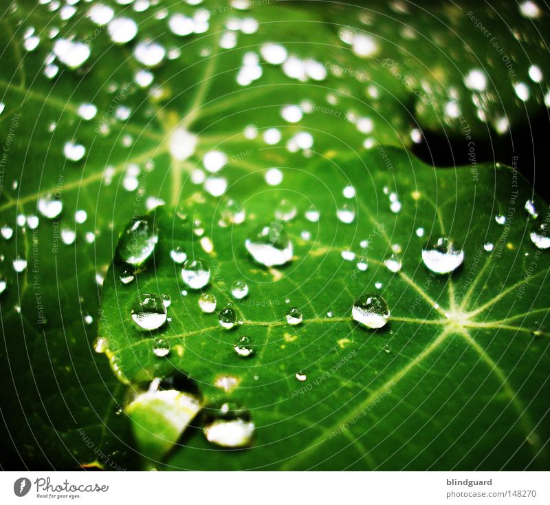 Liquid Jewels Tränen Regen Wassertropfen Tropfen Blatt glänzend Reflexion & Spiegelung grün Stern (Symbol) Makroaufnahme nass Leben frisch Licht Linie teilbar