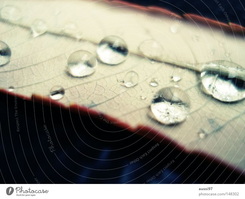 danach kam die Sonne... Regen Reflexion & Spiegelung Bruch Licht Lichtbrechung Trauer Blatt Makroaufnahme Nahaufnahme Park Wassertropfen Wetter Detailaufnahme