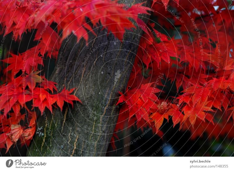 herbst schön Natur Herbst Baum Blatt fallen stehen verrückt rot Farbe Vergänglichkeit Baumstamm Färbung Jahreszeiten vergangen herbstlich prächtig Herbstlaub