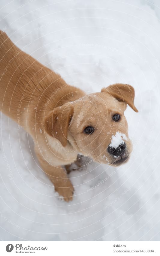 Schneenase Umwelt Natur Winter Schneefall Wald Tier Haustier Hund 1 Tierjunges beobachten entdecken Blick Spielen warten Freundlichkeit frisch Neugier niedlich